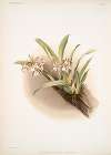 Odontoglossum blandum.