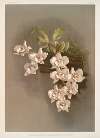 Odontoglossum cervantesii decorum.