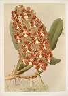 Odontoglossum coronarium.