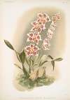 Odontoglossum crispum Hrubyanum.