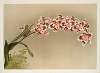Odontoglossum crispum mundyanum.