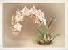 Odontoglossum crispum.