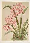 Odontoglossum edwardii.