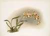 Odontoglossum excellens