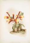 Odontoglossum grande.