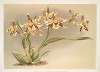 Odontoglossum Hallii xanthoglossum.