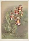 Odontoglossum harryanum.