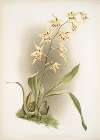 Odontoglossum hebraicum aspersum.