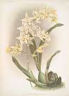 Odontoglossum hebraicum.
