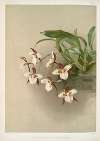 Odontoglossum humeanum.
