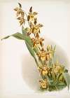 Odontoglossum luteo-purpureum prionopetalum.