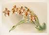 Odontoglossum luteo-purpureum.