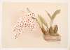 Odontoglossum pescatorei.