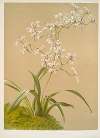 Odontoglossum ramosissimum.