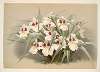 Odontoglossum roezlii.
