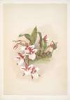 Odontoglossum rossii.