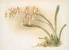 Odontoglossum sanderianum.