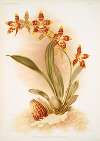 Odontoglossum triumphans.