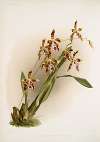 Odontoglossum wattianum.