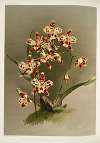 Odontoglossum wilckeanum var rothschildianum.