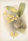 Oncidium ampliatum majus.
