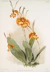 Oncidium kramerianum.