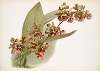 Oncidium lanceanum.