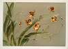 Oncidium loxense.