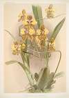 Oncidium macranthum