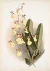 Oncidium splendidum.