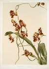 Oncidium superbiens.