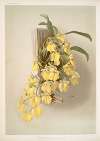 Onicidium concolor.