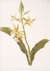 Phaius blumei var assamicus.