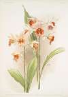 Phaius hybridus amabilis; phaius hybridus marthiæ.