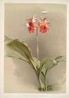 Phaius hybridus cooksonii.