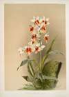 Phaius tuberculosus.