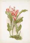 Phajus humblotii.