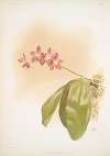 Phalænopsis speciosa.