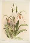 Selenipedium hybridum grande.