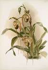 Selenipedium hybridum nitidissimum.