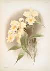 Sobralia xantholeuca.