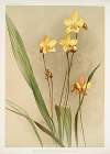 Spathoglottis kimballiana.