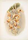 Stanhopea shuttleworthii.