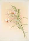 Thunia brymeriana.