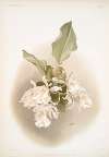 Trischopilia suavis alba.