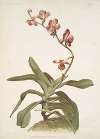 Vanda parishii var marriottiana.