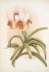 Vanda sanderiana