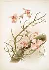 Vanda teres.
