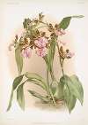 Zycopetalum intermedium.