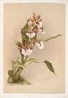 Zygopetalum crinitum.